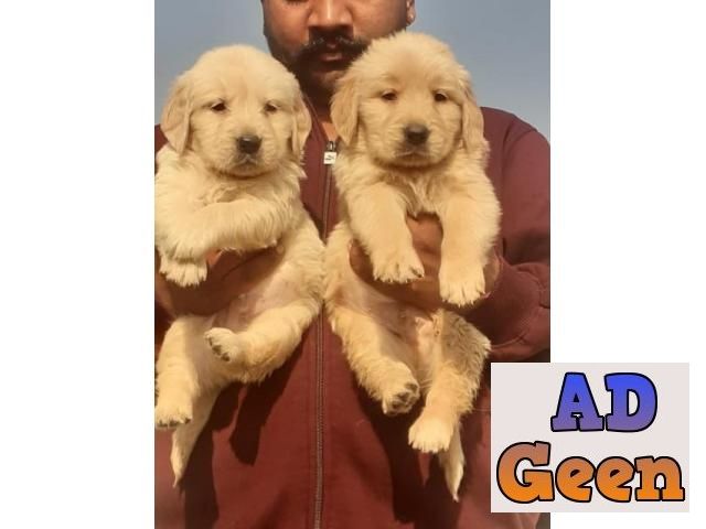 used Show Quality Golden Rativer Pupies Avalible for sale 